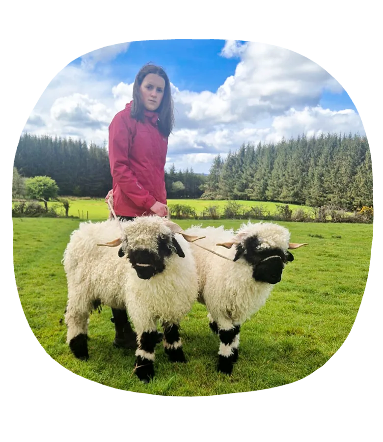 Valais Blacknose Trek 1 Walking with Blacknose Sheep in Ireland