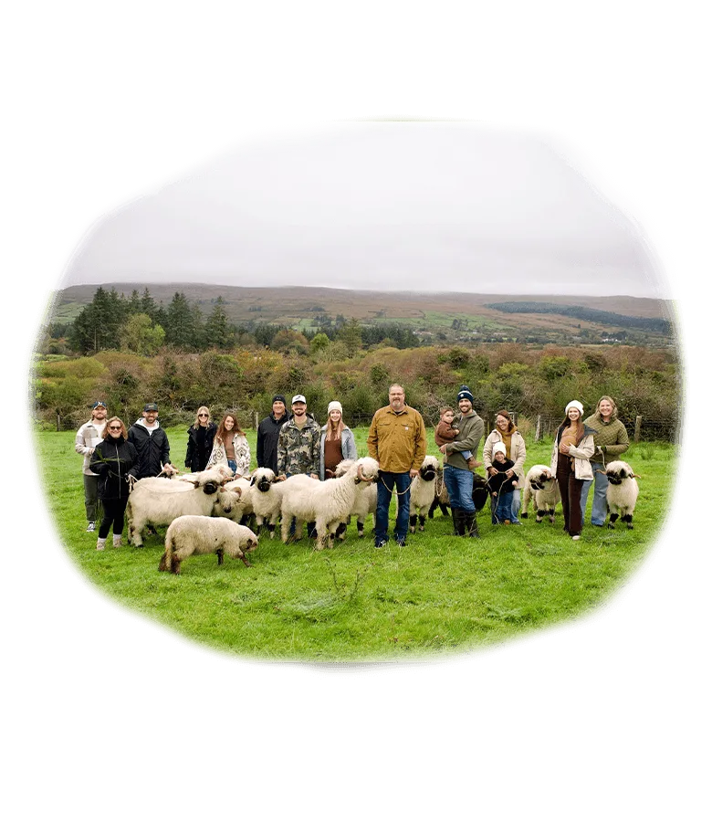 Team building 2 Walking with Valais Blacknose Sheep in Ireland