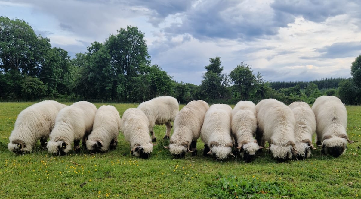 Valais Blacknose sheep in Sligo, Ireland. Beautiful photo of a rare Swiss sheep breed with black faces and white fleece, grazing in the Irish countryside.