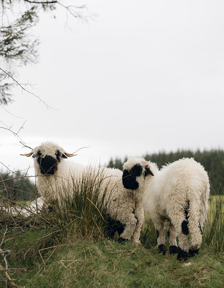 Two Valais Blacknose sheep, a rare Swiss breed, stand in a field in Cloonacool, Sligo, Ireland. The sheep, known for their black faces and shaggy white wool, are a popular attraction for visitors interested in Irish heritage, farm life, and unique teambuilding activities like farm tours and photosessions.